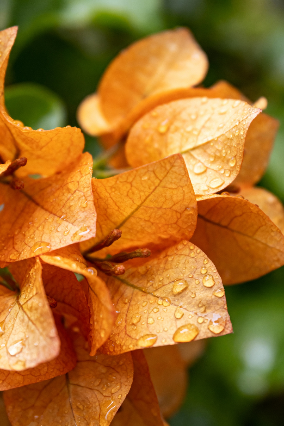 orange flowers