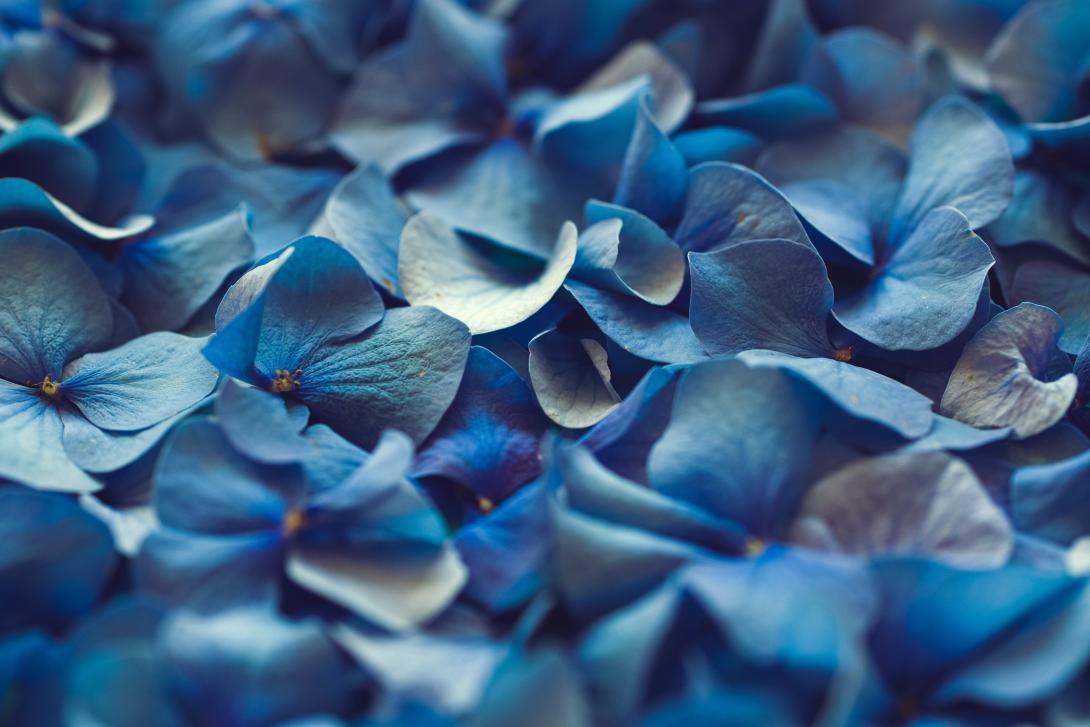 petals